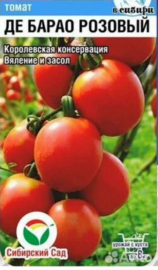 Рассада помидор