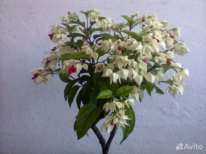 Клеродендрум томпсон