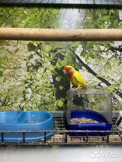 Попугай неразлучники