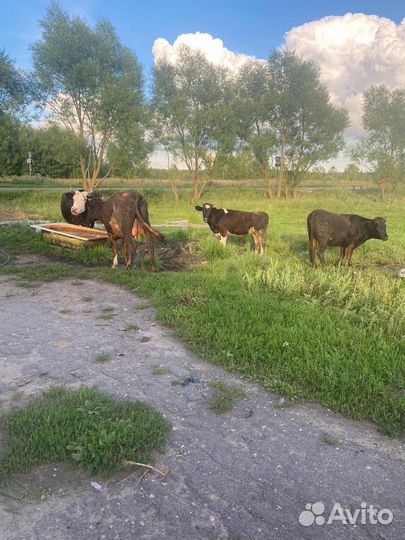 Коровы и телки