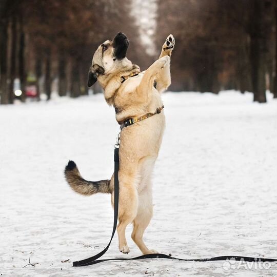 Малышка Софи в поисках дома