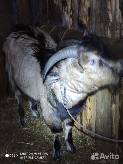 Козёл процентный нубоальп и козлёнок