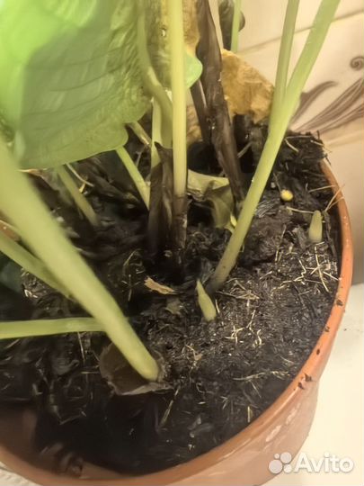 Калатея нетворк