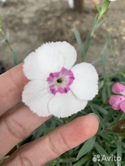 Гвоздика травянка