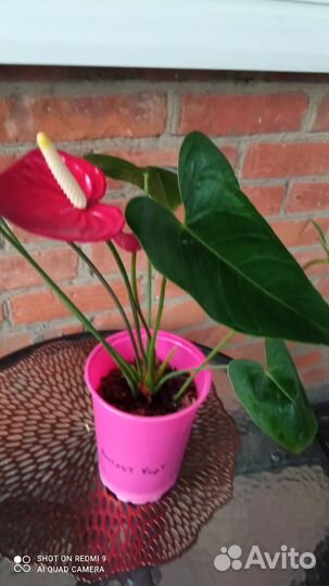 Антуриум сортовой