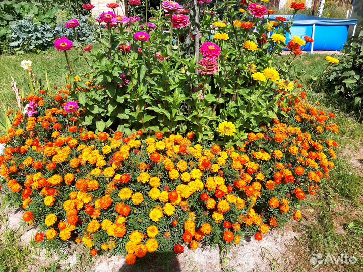 Семена циннии и гвоздики турецкой