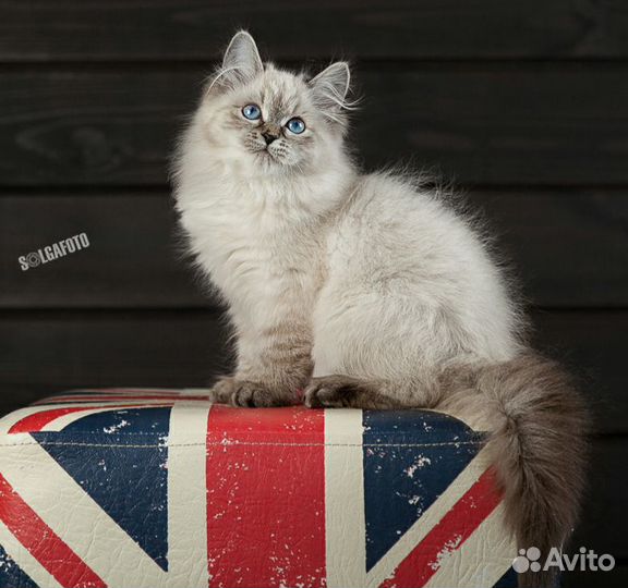 Мурчащий антистресс