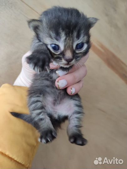 Кошечка в самые добрые руки