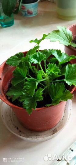 Бальзамин и королевская герань