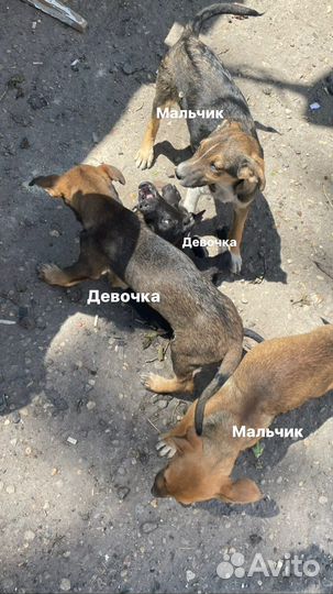 Собака в добрые руки