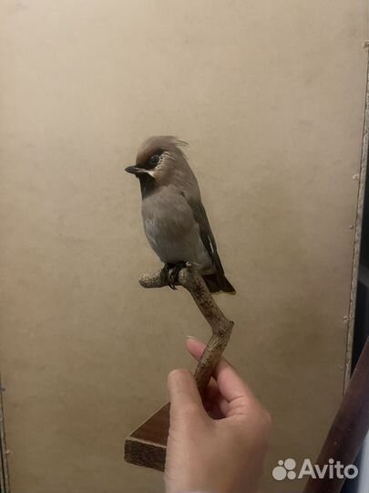 Чучело птицы