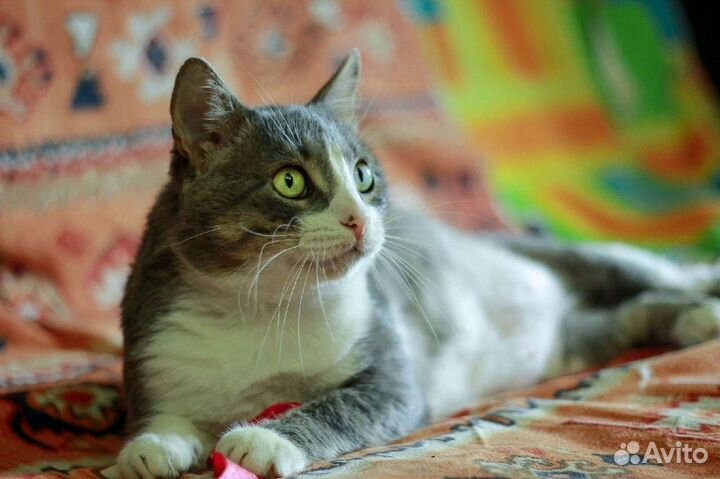 Кот в добрые руки