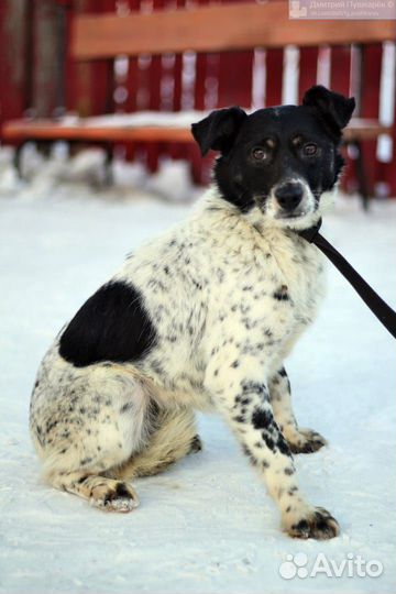 Собака Кукла