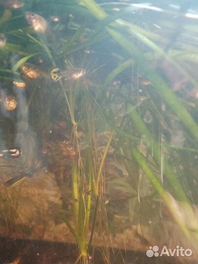 Рыбки гуппи