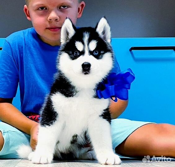Отборные Лучшие Щеночки Хаски для Вас )