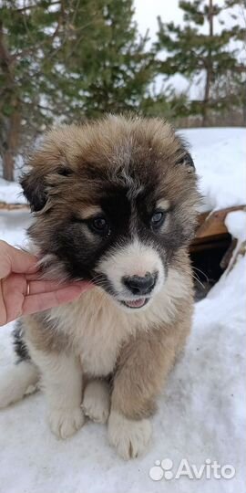 Щенок 3 месяца