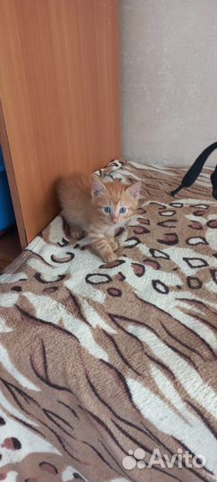 Кошки в добрые руки бесплатно