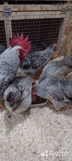 Инкубационное яйцо Борковская Барвистая/ Цыплята