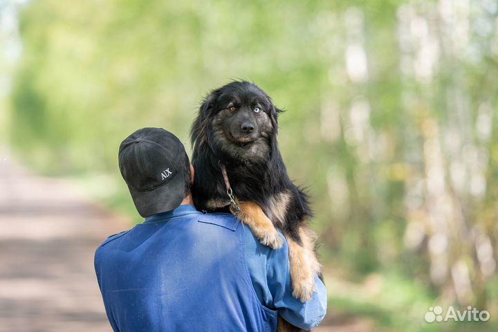 Шикарная собакам медленно увядает в вольере
