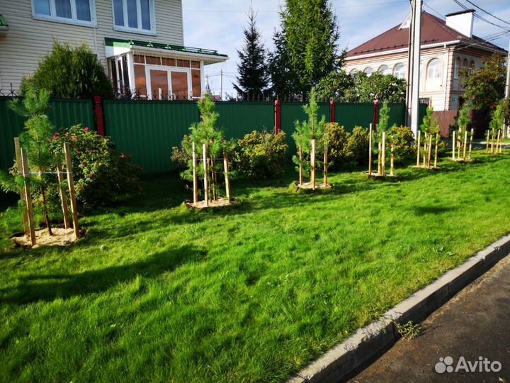 Кедр Сибирский 1,8-3,5 метра