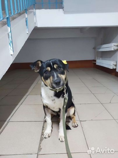 Собака в добрые руки отдам бесплатно