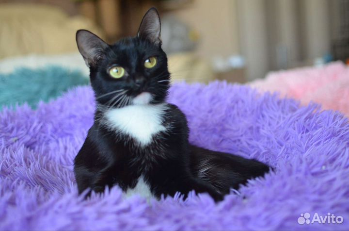 Кошечка в добрые руки