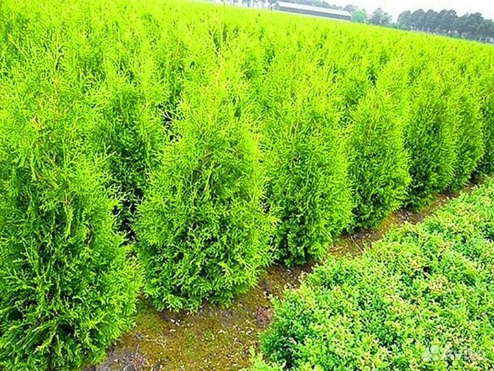 Туя смарагд