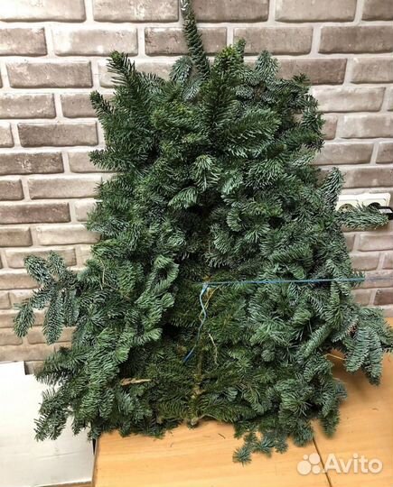 Лапник еловый