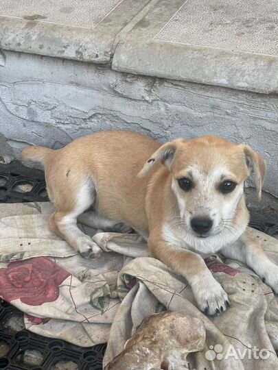 Собаки мелкой породы