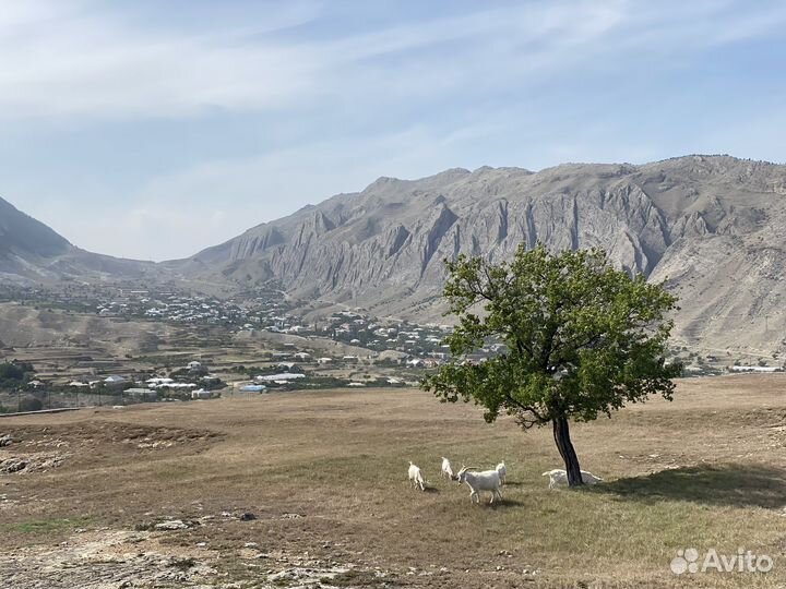 Курага домашняя горная дагестанская
