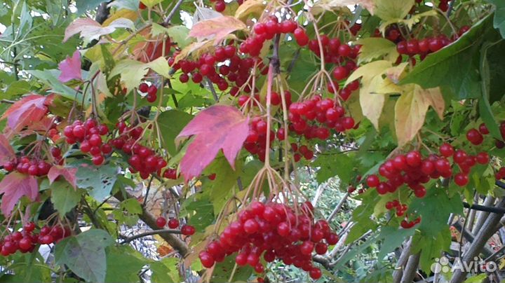 Лекарственные растения