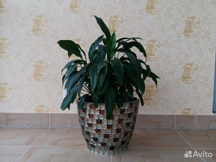 Спатифилум