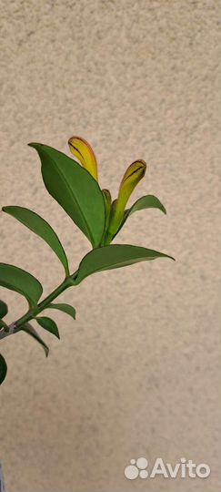 Эсхинантус жар птица