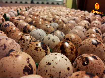 Инкубационное яйцо перепелов, Высоцк