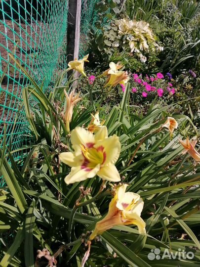 Цветы садовые