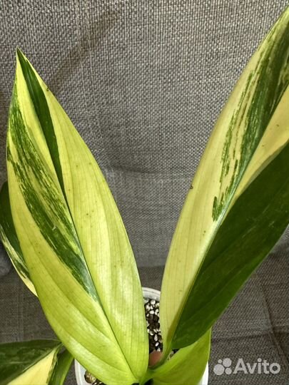 Эпипремнум Амплиссимум вариегатный