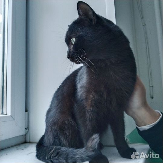 Черный котик мальчик