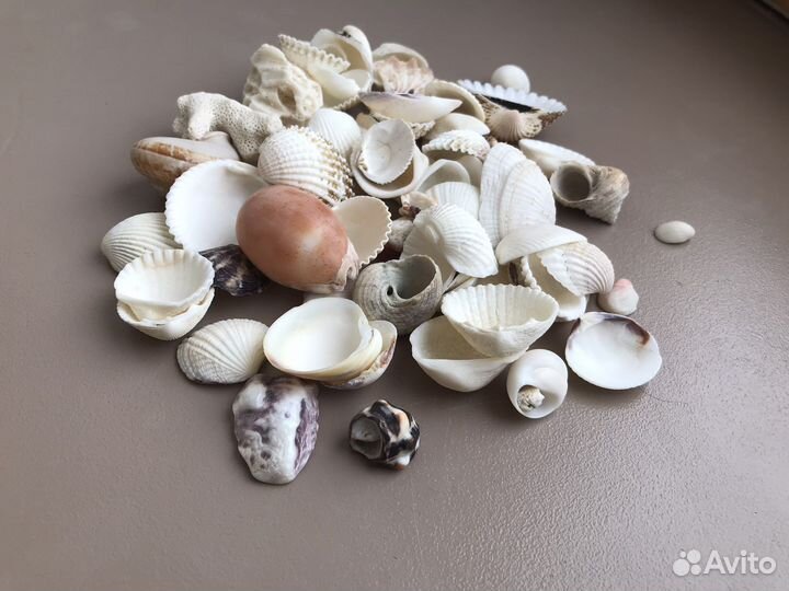 Морские ракушки раковины