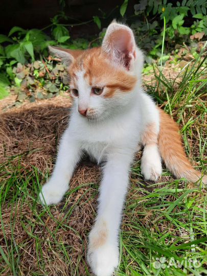 Котята в добрые руки бесплатно