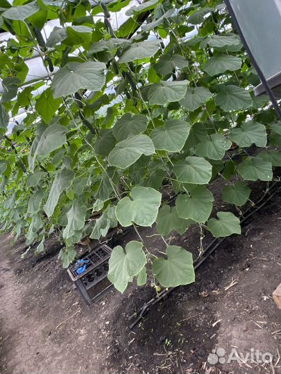 Огурцы и помидоры свежие