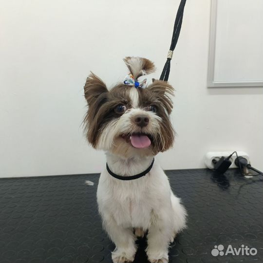 Груминг собак