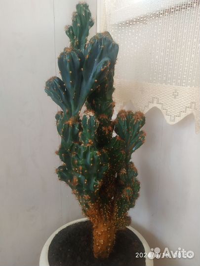 Кактусы и суккуленты