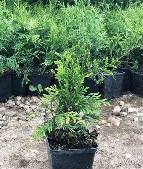 Туя Брабант