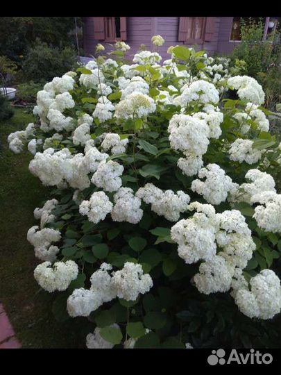 Гортензия древовидная Аннабель