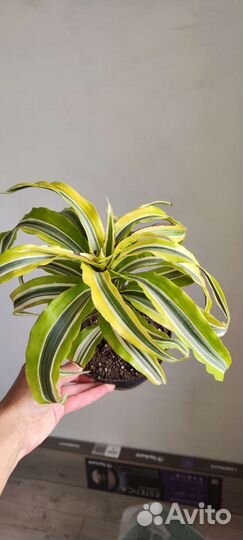 Драцена Лемон лайм