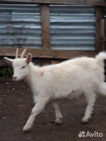 Зааненская коза