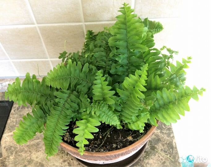 Нефролепис (комнатное растение)