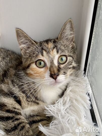 Котенок в дар. Трехцветная девочка