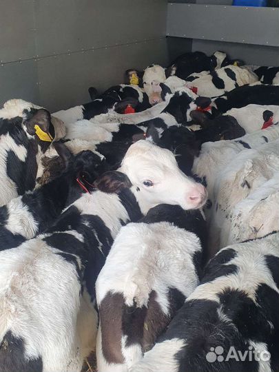 Бычки телята