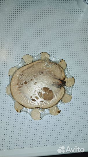 Деревянная подставка под горячее